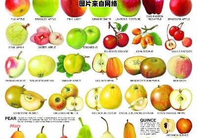 水果中有哪些是可数名词