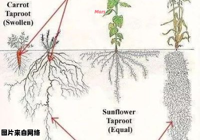 植物根系的功能及作用是什么？