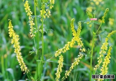 黄花草木樨的化感特性及其对抑制杂草的研究