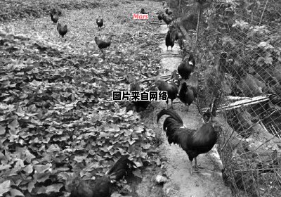 安徽太平乡黄竿村的乌哺鸡养殖群体