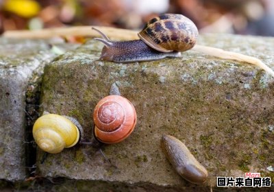 蜗牛的栖息地是怎样的