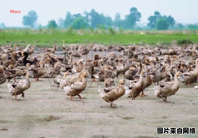 黄石市下陆区培育优良禽类的养殖场
