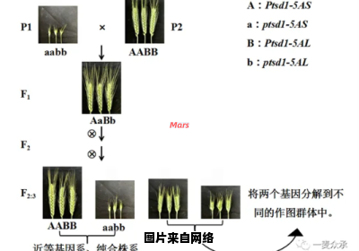 黄瓜水浸逆境中基因分离与功能解析