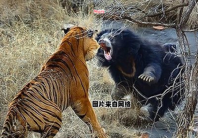 老虎与熊，强者彼此较量
