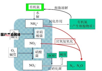 腐植酸钠对氨氮的降解机制解析