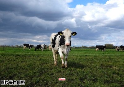 奶牛产奶的频率是持续的还是仅在产后产奶？