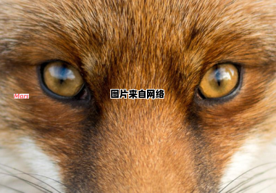 狐狸眼的性格特点是什么