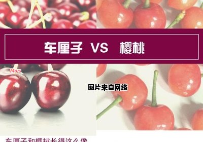 樱桃与车厘子是否属于同一种水果？