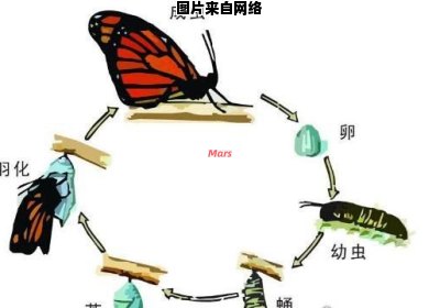 毛毛虫蜕变成蝴蝶的过程是怎样的呢？