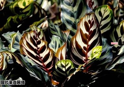 孔雀竹芋的种植技巧及养护要点