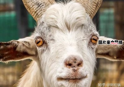 为什么羊的瞳孔形状与其他动物不同？