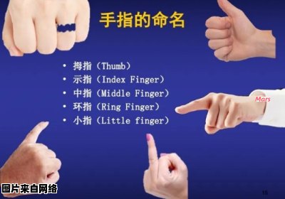 手指头的命名是怎样的