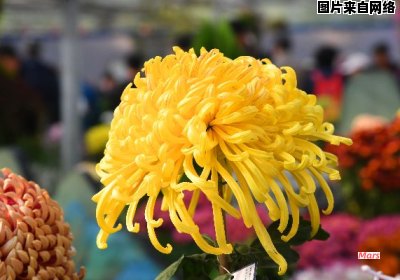 赏菊花的传统习俗是哪个节日？