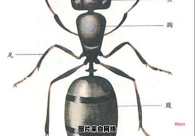 蚂蚁的外貌和生活习性