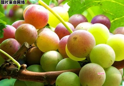 葡萄的酸碱性质是怎样的？