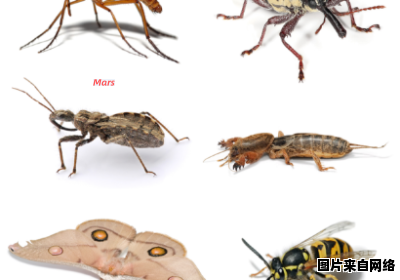 昆虫类的动物有哪些种类