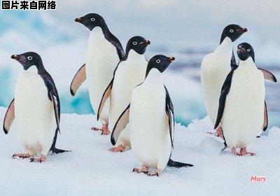 企鹅的栖息地是在北极还是南极？