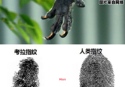 动物中也拥有类似人类指纹的特征