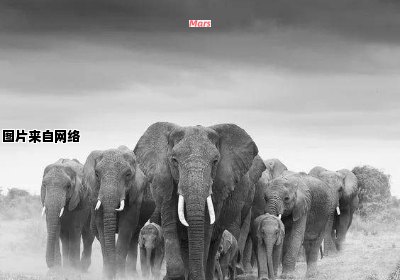 大象迁徙的动因究竟是什么？