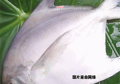 平鱼美味又轻松的烹饪技巧
