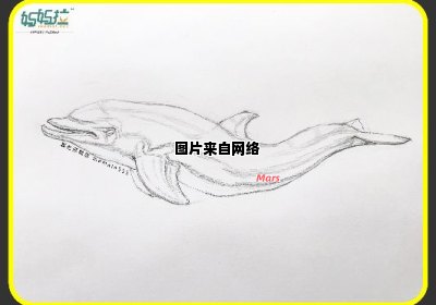 学习如何绘制栩栩如生的海豚素描