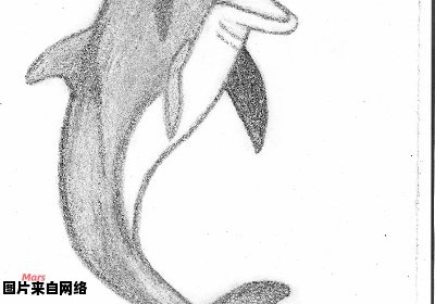 学习如何绘制栩栩如生的海豚素描