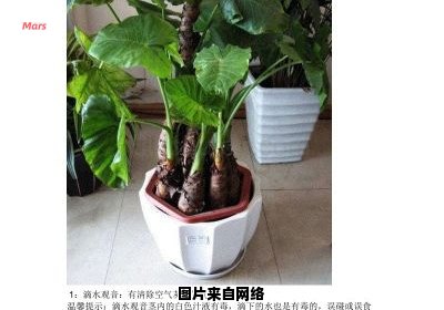 室内植物的常见培育技巧