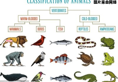 动物分类有多少种方法？