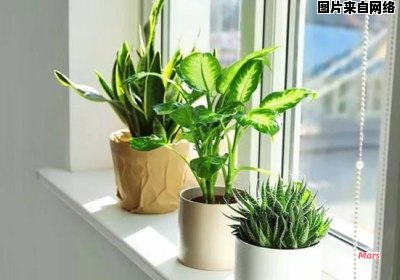 哪些植物不适合长期放在卧室中？