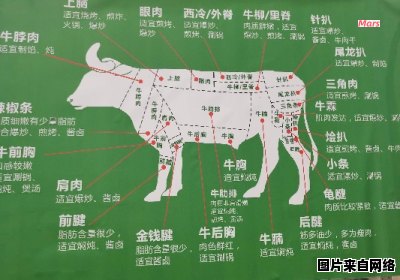 牛腩的位置在牛身体的哪个部位