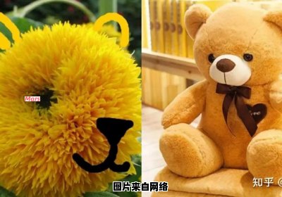 如何培养玩具熊身边的向日葵？