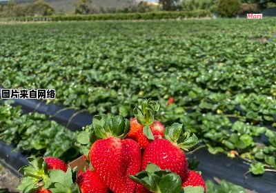 草莓何时会迎来丰收季节？