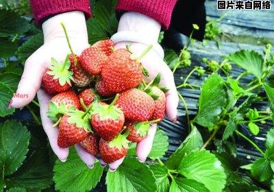 草莓何时会迎来丰收季节？