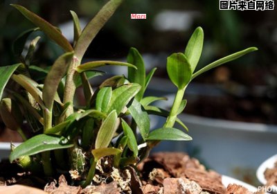 铁皮石斛如何在盆栽环境中培育成功