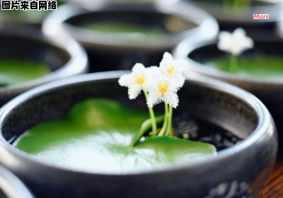 水培一叶莲怎样才能健康成长？