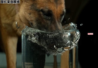 狗狗饮水的含义是什么
