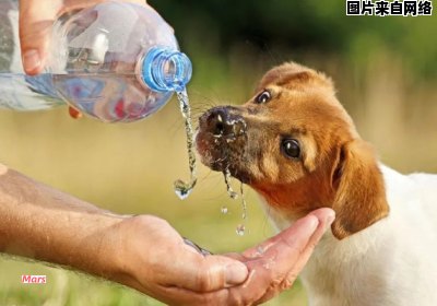 狗狗饮水的含义是什么