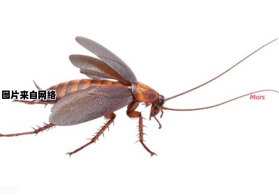蟑螂中的哪一性别会飞起来？