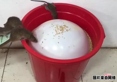 老鼠是否会被洗洁精吸引？