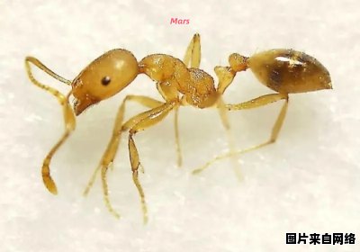黄蚂蚁的益处及其实用价值