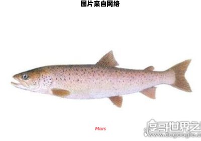 细鳞鱼与哲罗鱼的特征相异
