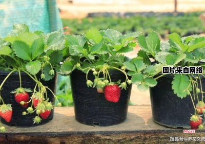 如何种植美味的草莓？