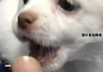 小奶狗刚长牙时的适宜喂养方式