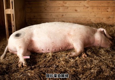 母猪生过一胎的肉是否适宜食用？