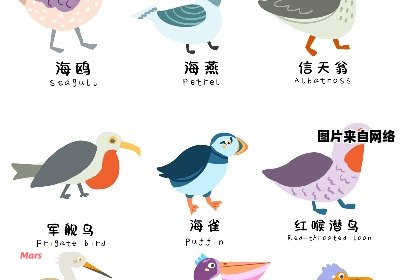 海鸟的特征和分类有哪些不同之处？