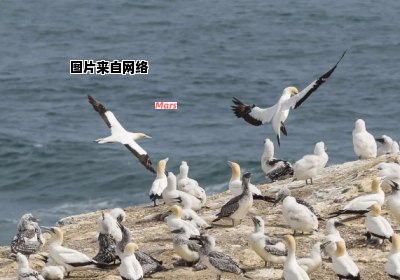 海鸟的特征和分类有哪些不同之处？