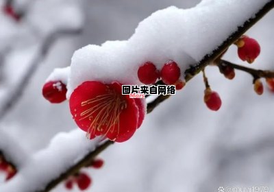 古代还有哪些描述梅花与雪的诗篇？