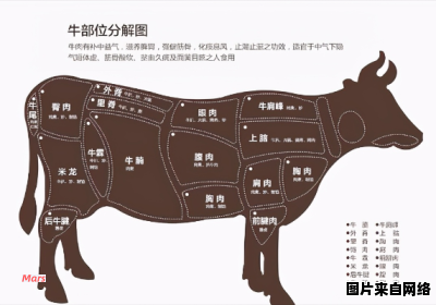 牛腩有多少块肉，位于牛身的哪个部位？