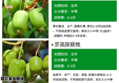 自然授粉软枣猕猴桃新品种
