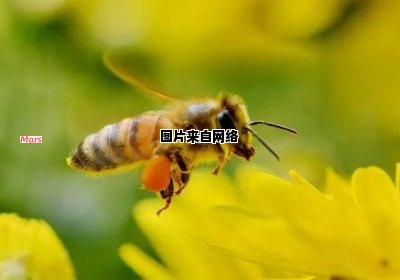 蜜蜂如何进行采蜜的过程详解